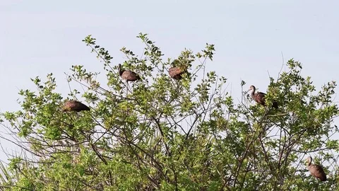 Five Limpkins sitting in the top of at tree. Stock Footage 74139250