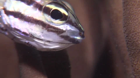 Five-lined cardinalfish hiding on hard coral microhabitat at dusk, Stock Footage 62220088