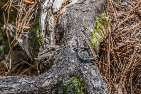 Five-lined skink closeup Stock Photos