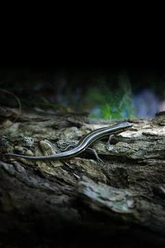 Five Lined Skink Lizard Stock Photos