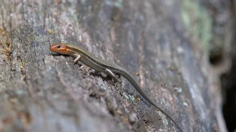 Five-lined skink on a log - runs away 4K 動画素材 107786336