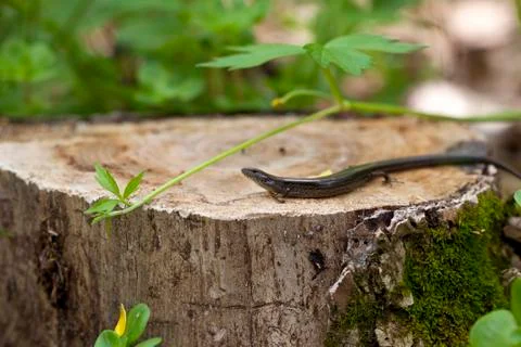 Five lined skink Foto stock