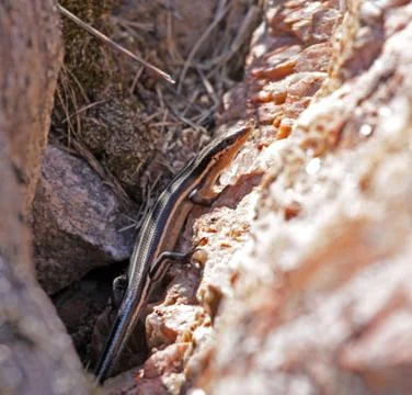 Five-Lined Skink Stock Photos