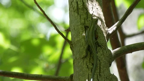Five-lined skink on a tree - climbs away 4K Stock Footage 107786338