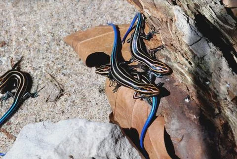 Five-lined skinks juveniles Stock Photos