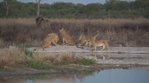 Five lion cubs play by reflective water as dominant male walks away part 10 Stock Footage 322030053