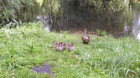 Five little ducks and her mom near lake Stock Footage 91557086
