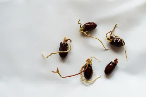 Five lychee sprouts sprouted from seeds on a white background Stock Photos