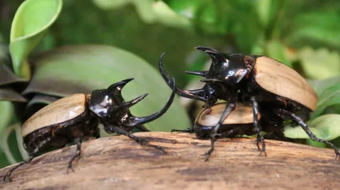 Five male beetles.2 Stock Footage 54689888