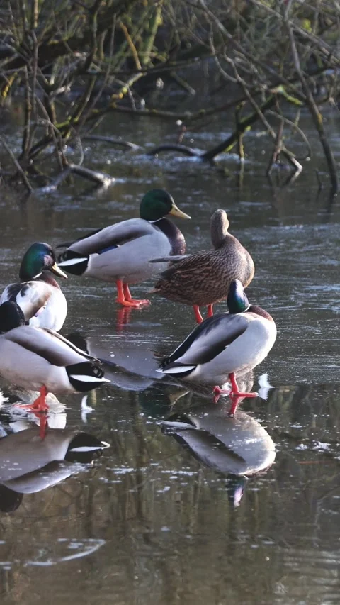 Five mallard ducks standing on partially frozen pond ice with reflections Stock Footage 332150800