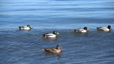 Five mallards swimming on the lake Stock Footage 101832267