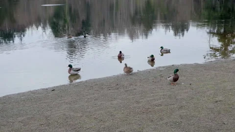Five Mile Lake Park, Washington state, there are ducks swimming on the lake Stock Footage 329324268