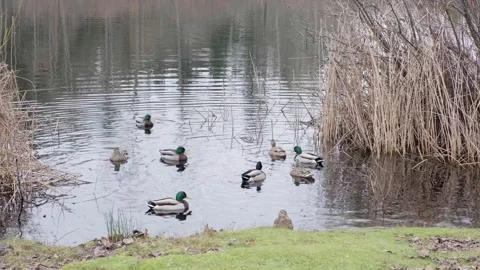 Five Mile Lake Park, Washington state 5 Stock Footage 329324771