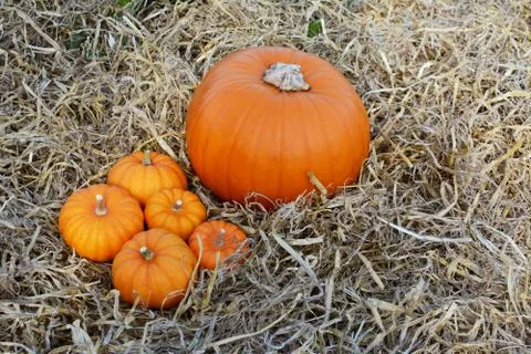 Five mini pumpkins with a large pumpkin at Thanksgiving Stock Photos