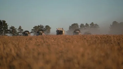 Five modern combine harvesting wheat on the golden field on autumn, front view 库存影片 98127553