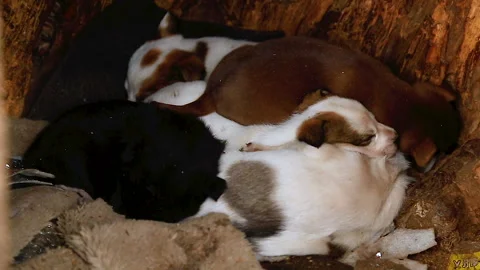 Five mongrel puppies sleep sweetly in a willow hollow. One cannot sleep! Stock Footage 150103075