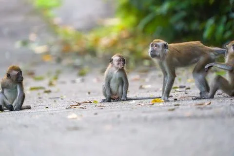 Five monkeys sit on a paved path Stock Photos