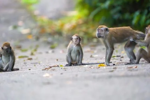 Five monkeys sit on a paved path Stock Photos