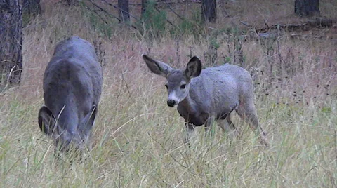 Five Month Old Fawn Sniffs and Approaches Its Mother and Feeds Stock Footage 49960264