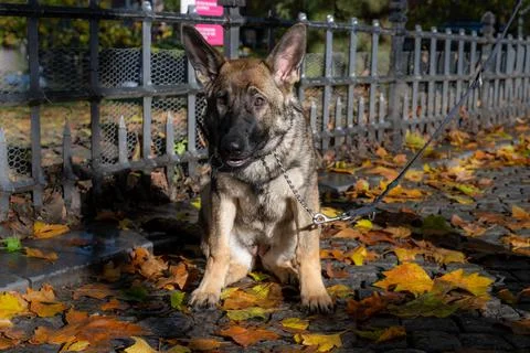 A five month old German Shepherd puppy among red and orange fall leaves Stock Photos