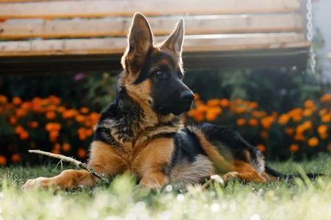 Five-month-old German Shepherd puppy lies on the grass in the park and holds a Stock Photos