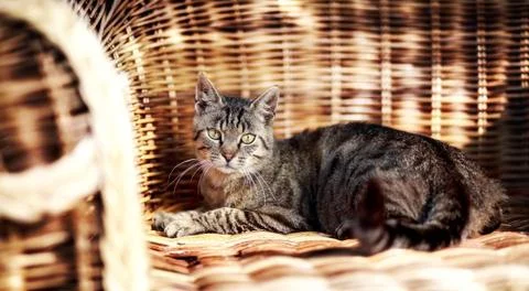 Five-month-old kitten sitting on bed Stock Photos