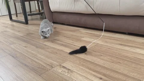 Five Month Old Russian Blue Kitten Stalking Mouse Toy on String Stock Footage 347885052