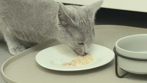 Five Month Old Russian Blue Kitten Eating Chicken From a Plate Stock Footage 348088498