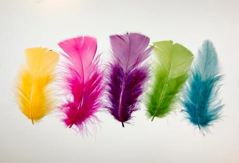 Five multi-colored feathers Stock Photos