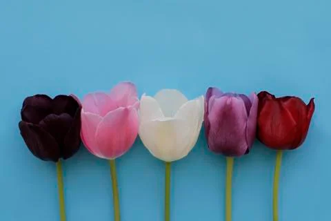 Five of multicolored tulips on blue background Stock Photos