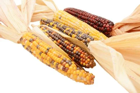 Five multicoloured ornamental flint corn cobs arranged diagonally Stock Photos