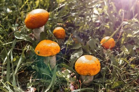 Five mushrooms grow side by side in the green grass, the sun is shining Stock Photos