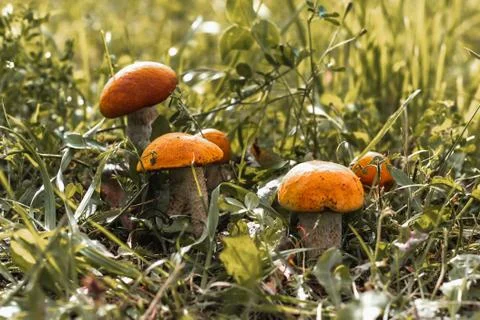 Five mushrooms grow side by side in the green grass, the sun is shining Stock Photos