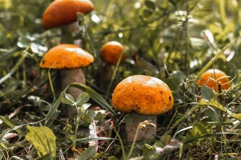 Five mushrooms grow side by side in the green grass, the sun is shining Stock Photos