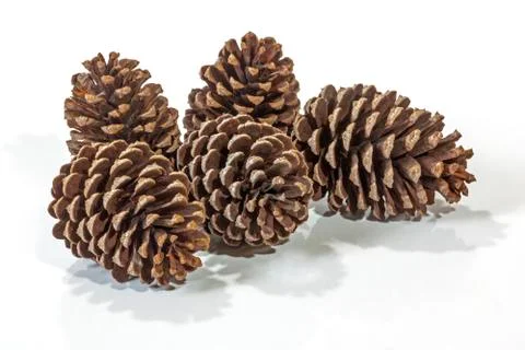 Five Natural Brown Pine Cone Patterns and Textures Stock Photos