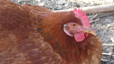 Five naturally breed chickens in garden environment freely Stockbeeldmateriaal 118983473