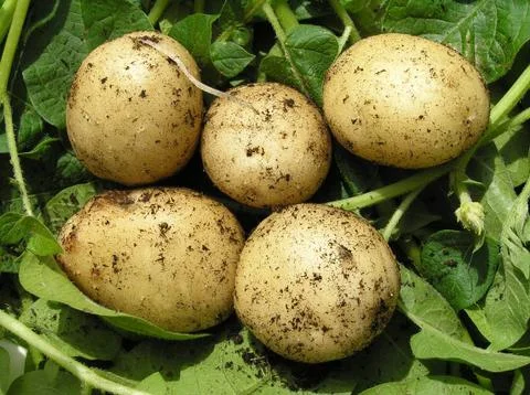 Five new potatoes on greens Stock Photos