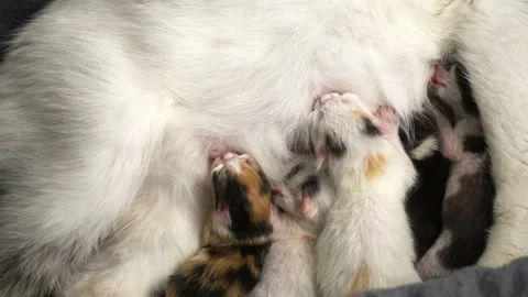 Five newborn kittens suck milk from his mother Stock Footage 112613852