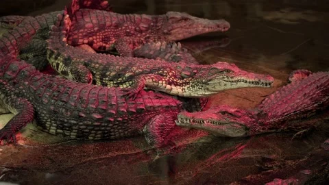 Five Nile crocodiles by the water 4K Stock Footage 138022754