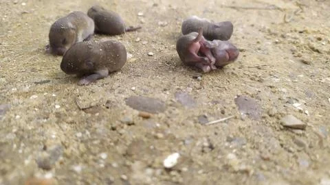 Five or more newborn gray mice lie on the ground Foto stock