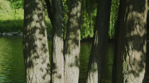 Five or six trunks beside a lake with leaves shadows at summer Stock Footage 142354322