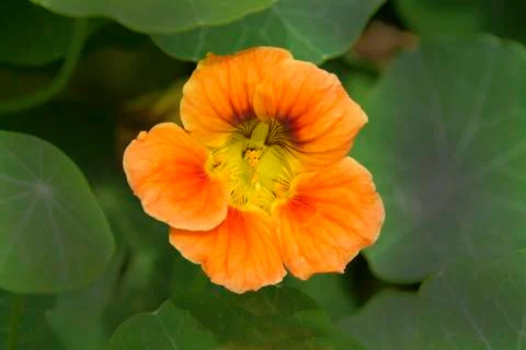 Five Orange Petals Stock Photos