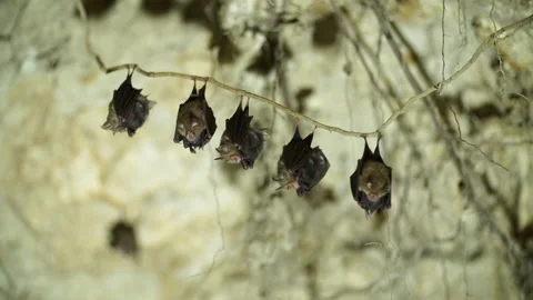 Five pairs of Bats hanging from a tree root Stock Footage 148282413