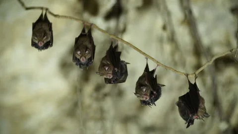 Five pairs of Bats hanging from a tree root Stock Footage 148282715