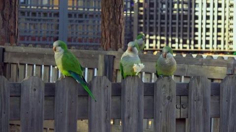 Five parrots Monk Parakeets Myiopsitta monachus eating bread Video stock 83544262