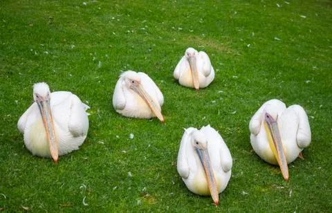 Five pelicans on the grass Stock Photos