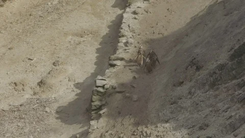 Five penguins making their way down escarpment Stock Footage 116647051