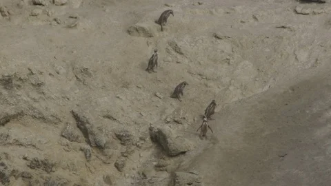 Five penguins making way down escarpment below cormorant colony Stock Footage 116645834