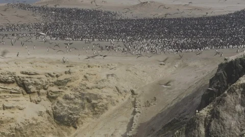Five penguins making way down escarpment below cormorant colony Stock Footage 116645911