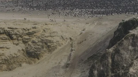 Five penguins making way down enscarpment below cormorant colony Stock Footage 116646061